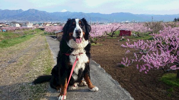 桃の花と愛犬と富士山と