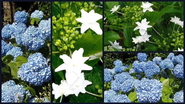 白は庭の紫陽花