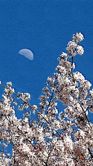 上弦の月と満開の桜