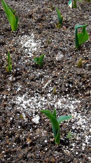 霜柱とチューリップの芽