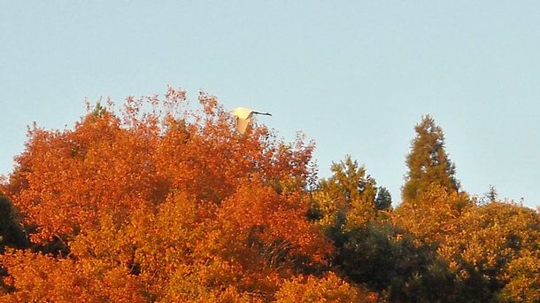 紅葉の上を飛ぶ白鷺